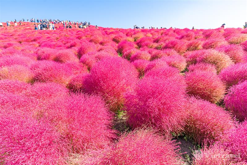 Tokyo – Núi Phú Sĩ - Mie - Nagoya – Kyoto - Osaka - Mùa lá đỏ lá vàng Nhật Bản